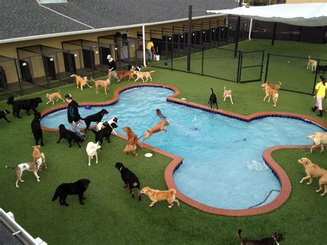 lv dog resort cat boarding.